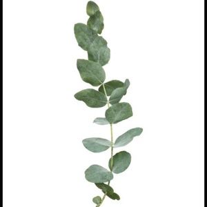 Meet your Posher, Fern